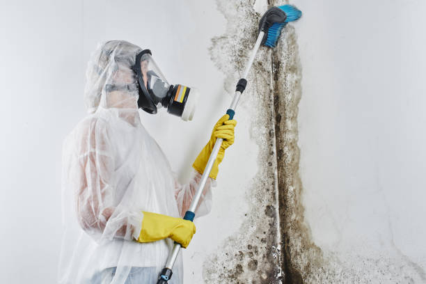 Best White Mold Remediation in Dianapolis, IN